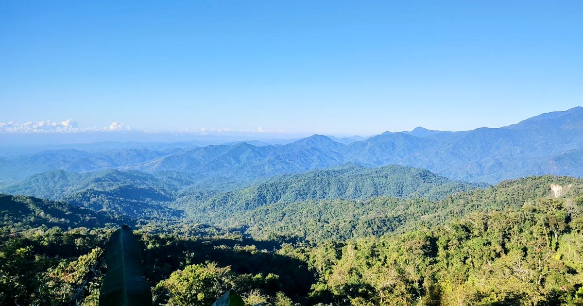 Cafetales en la Sierra Sur de Oaxaca, región del Café Pluma