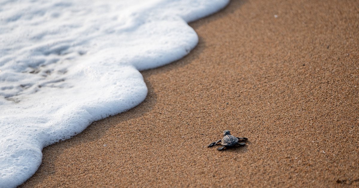 Cría de tortuga golfina cruzando la arena hacia el mar en la costa de Oaxaca